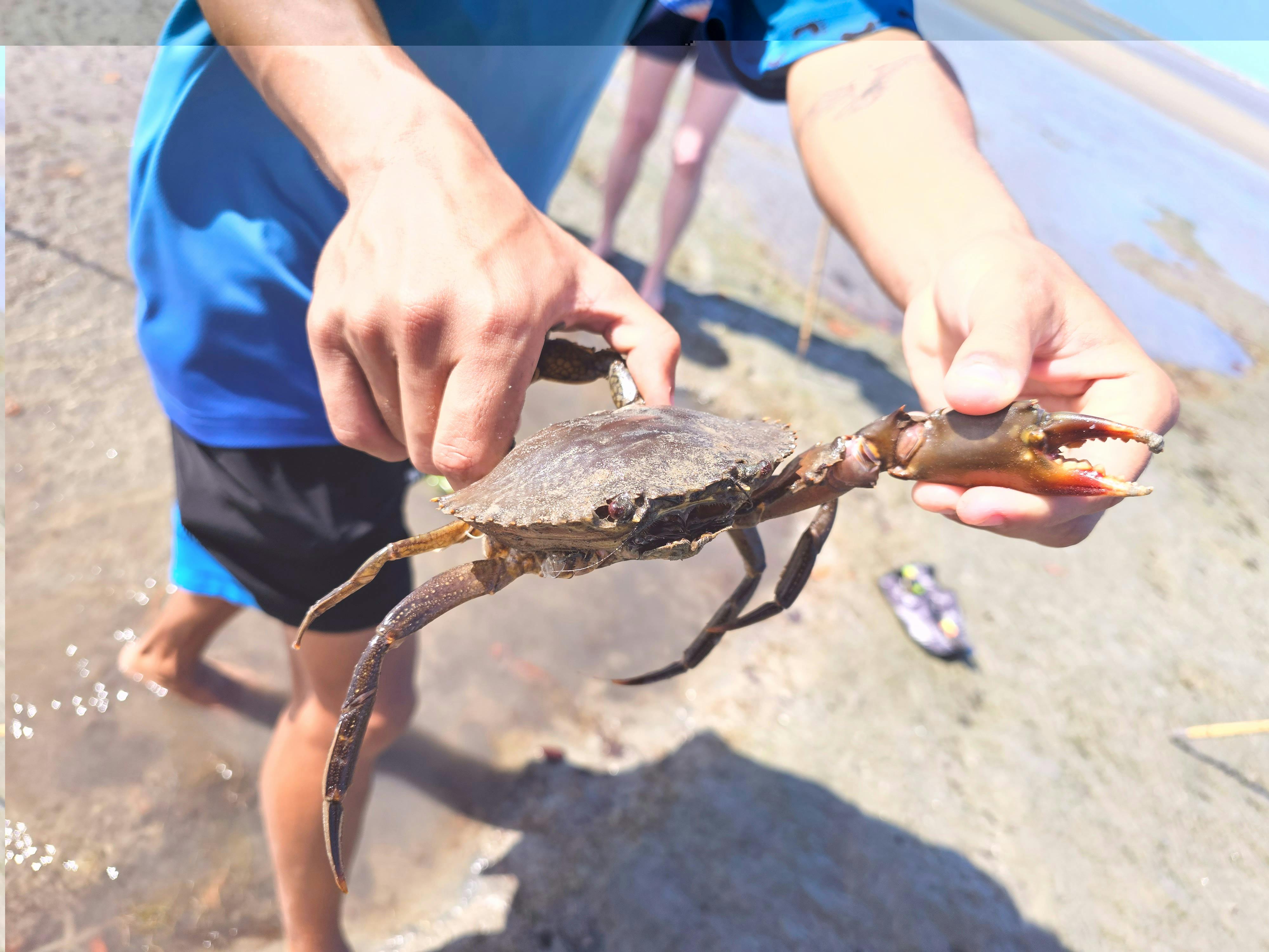Fresh Water Mud Crab