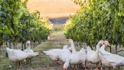 Ducks roam between two rows of vines in the Collector vineyard.