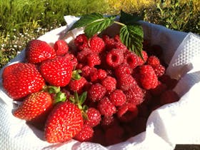 Blue Hills Berries and Cherries