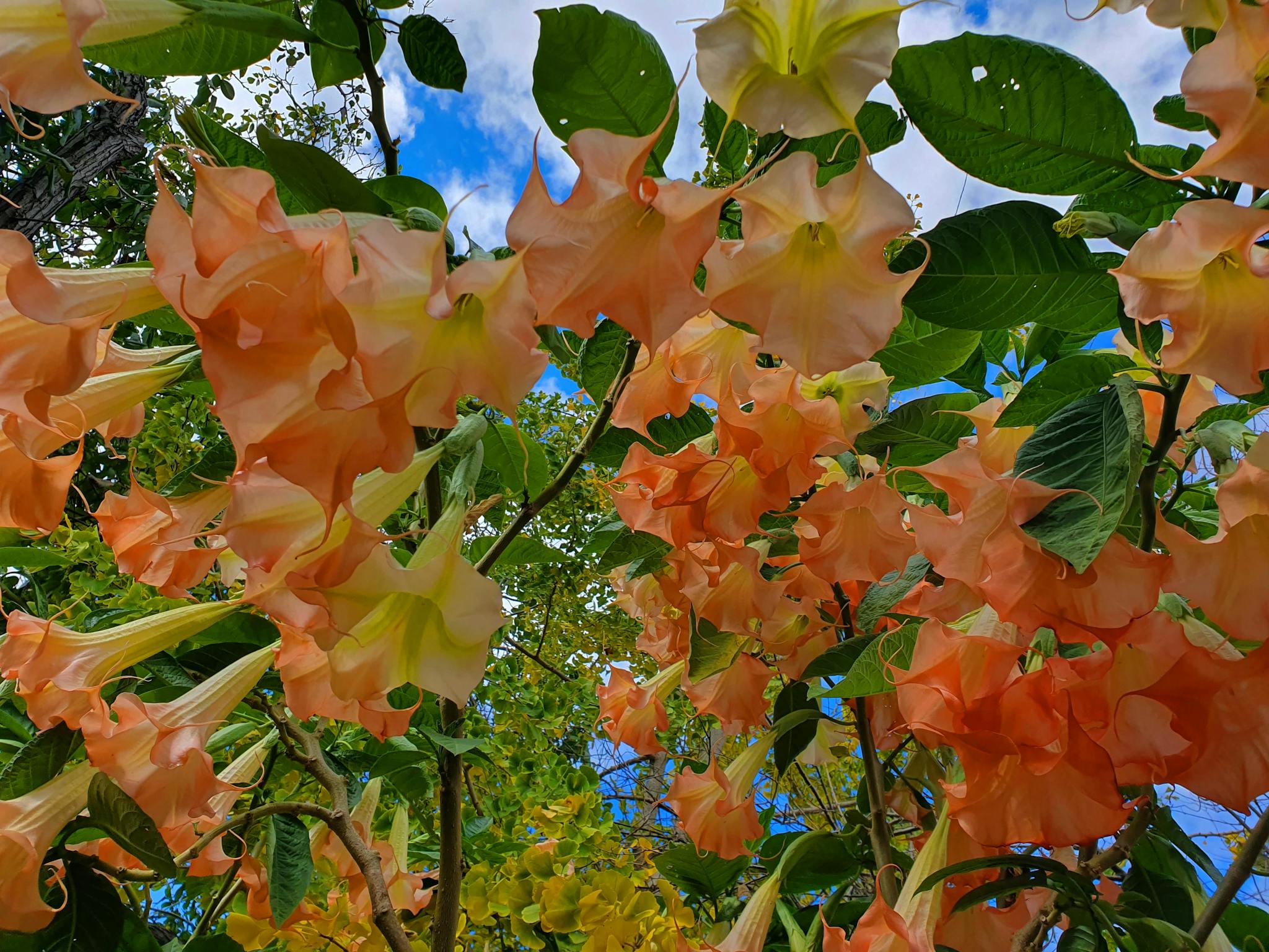 Orange flowers