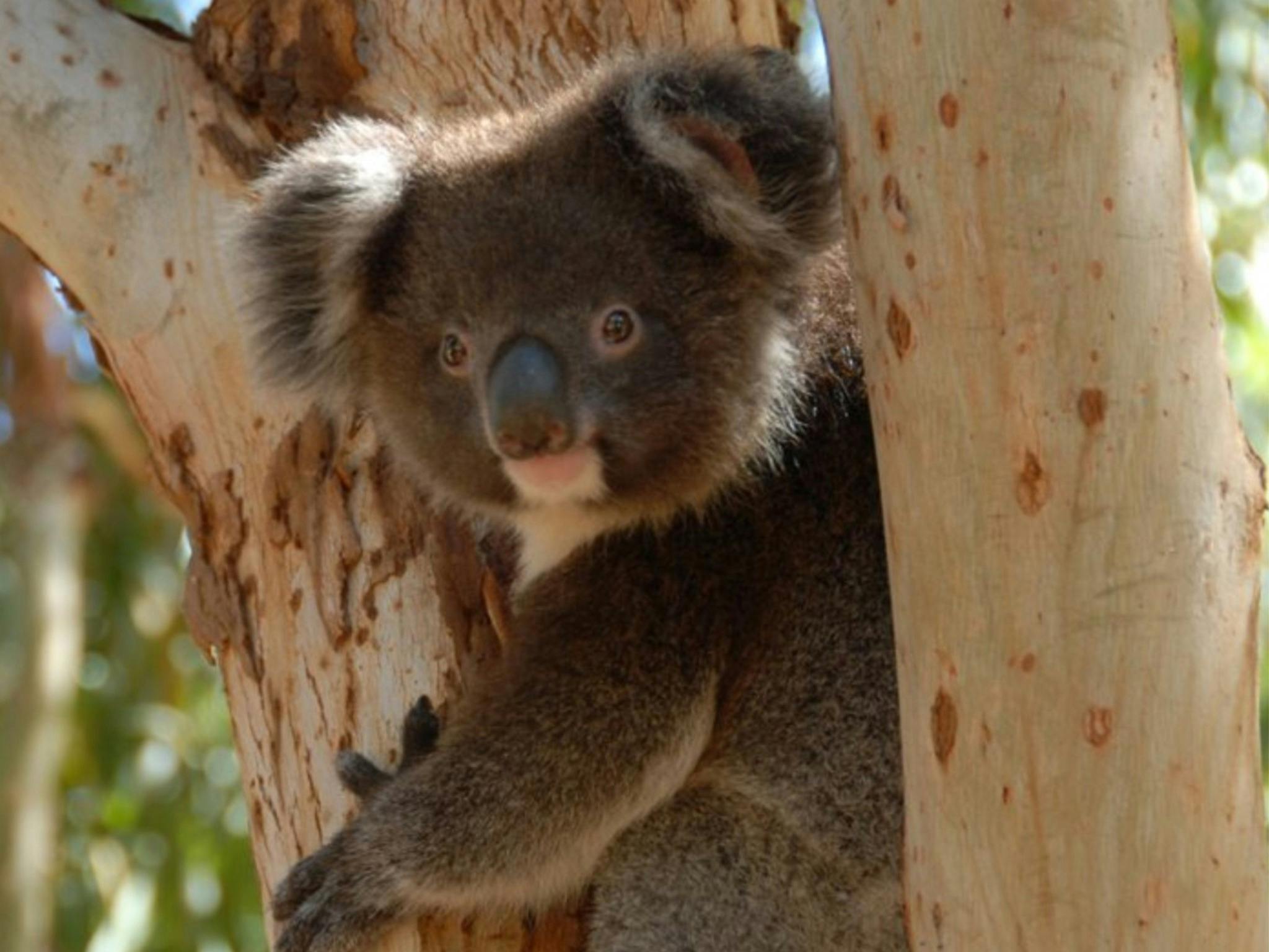 Kangaroo Island Wilderness Trail - 5-Day Group-Guided