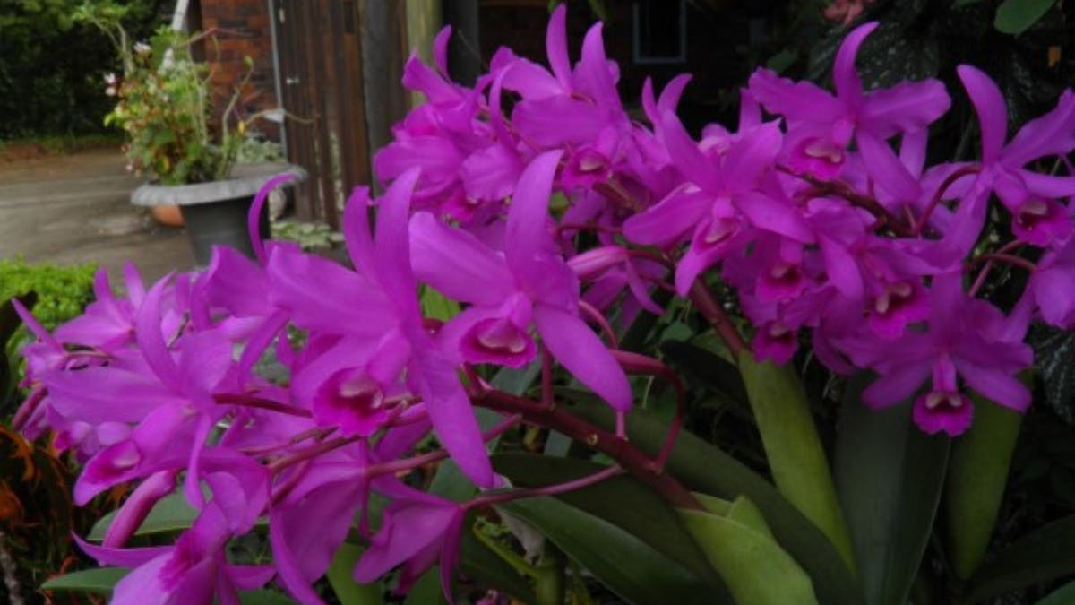 flower