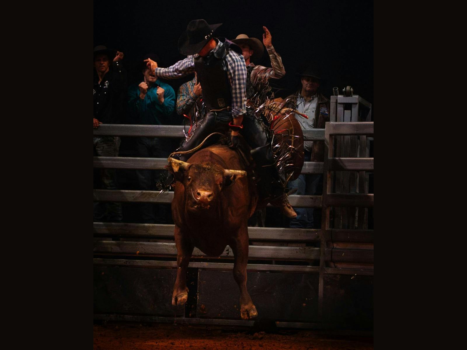 Island Stampede bull riding event showing a bull rider in action, packed Silverdome arena