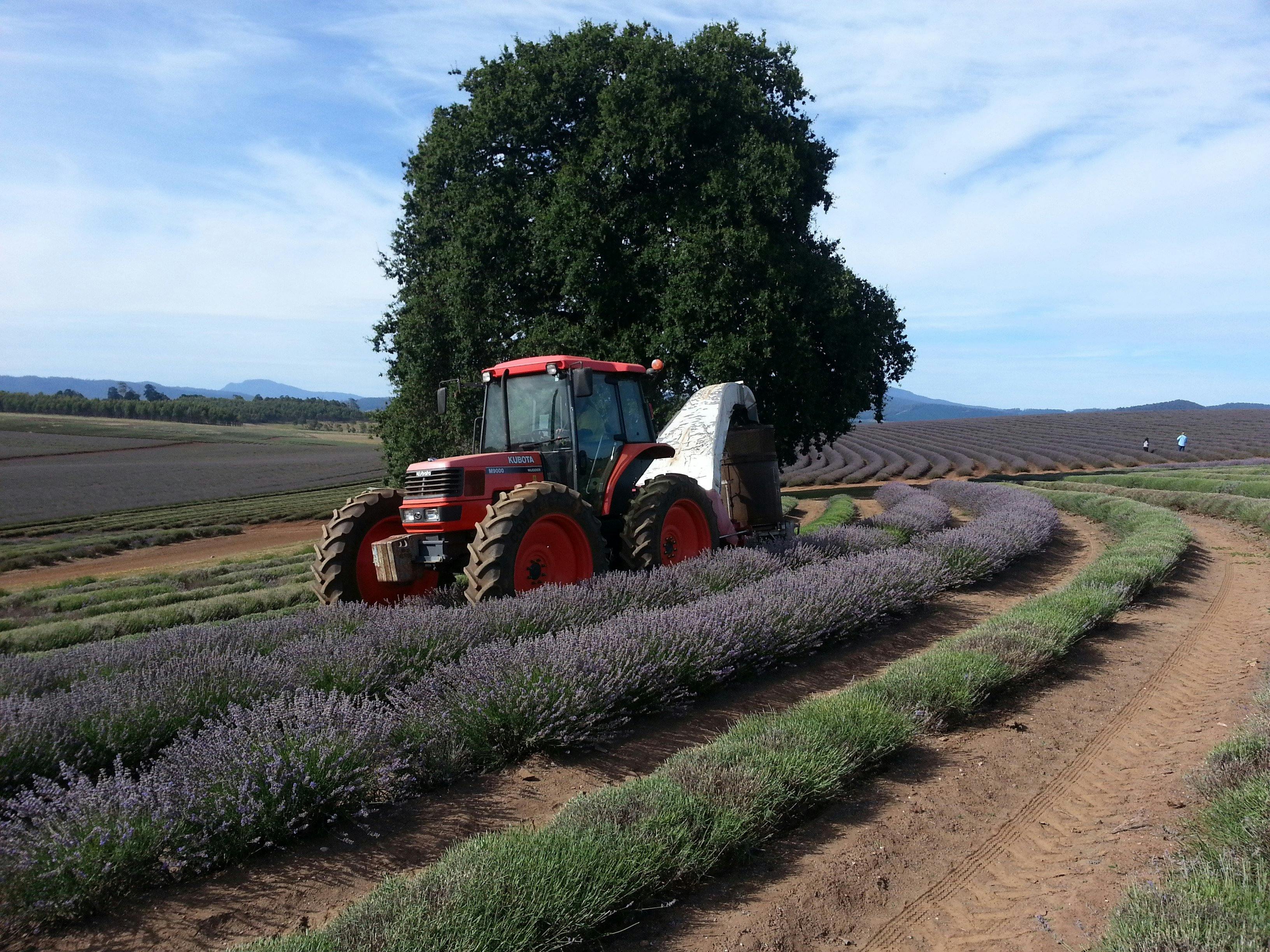 Bridestowe Lavender Farm