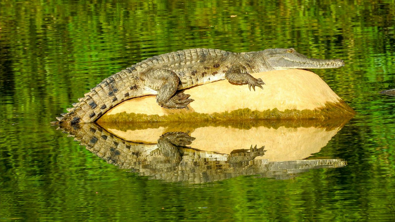 Freshwater crocodile at Lake Argyle