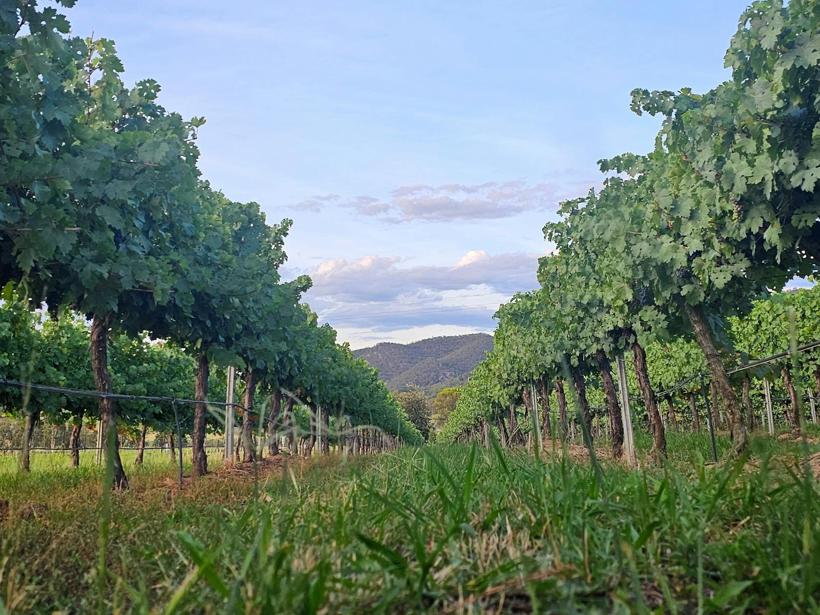 Image for Mudgee Farm Walks