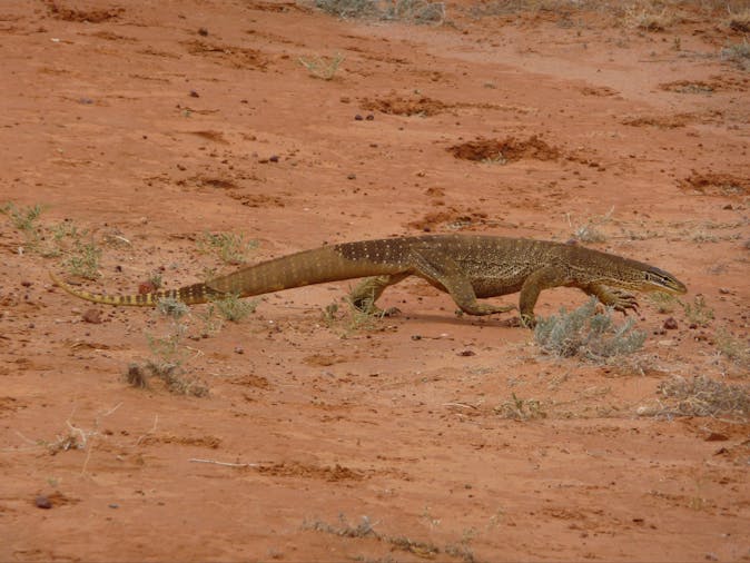 9 Day Adelaide - Alice Springs Tour - SWTAAS09