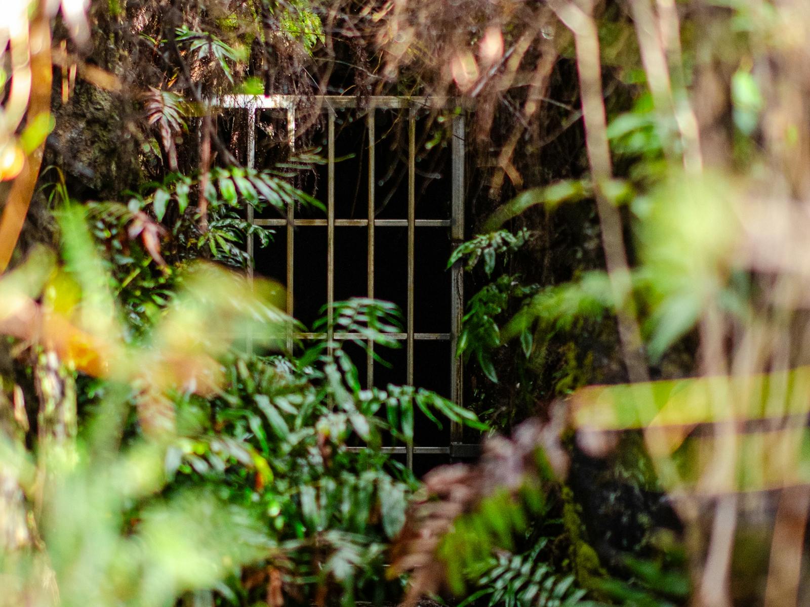 A view of a gated tunnel entrance through mixed foliage