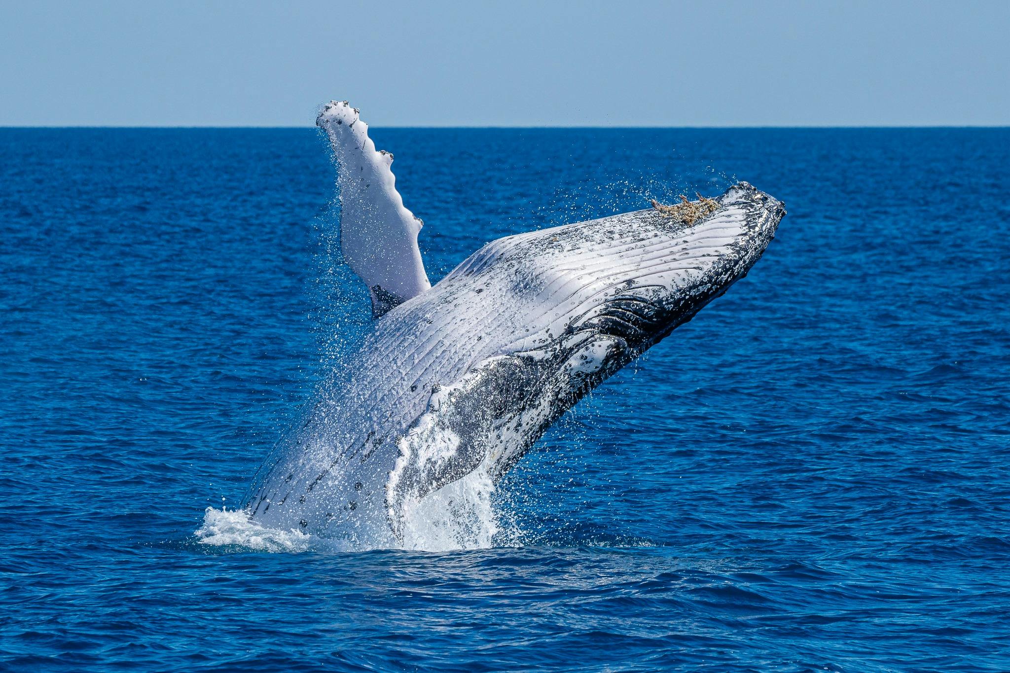 Encounter the majestic Humpback Whales off Noosa National Park