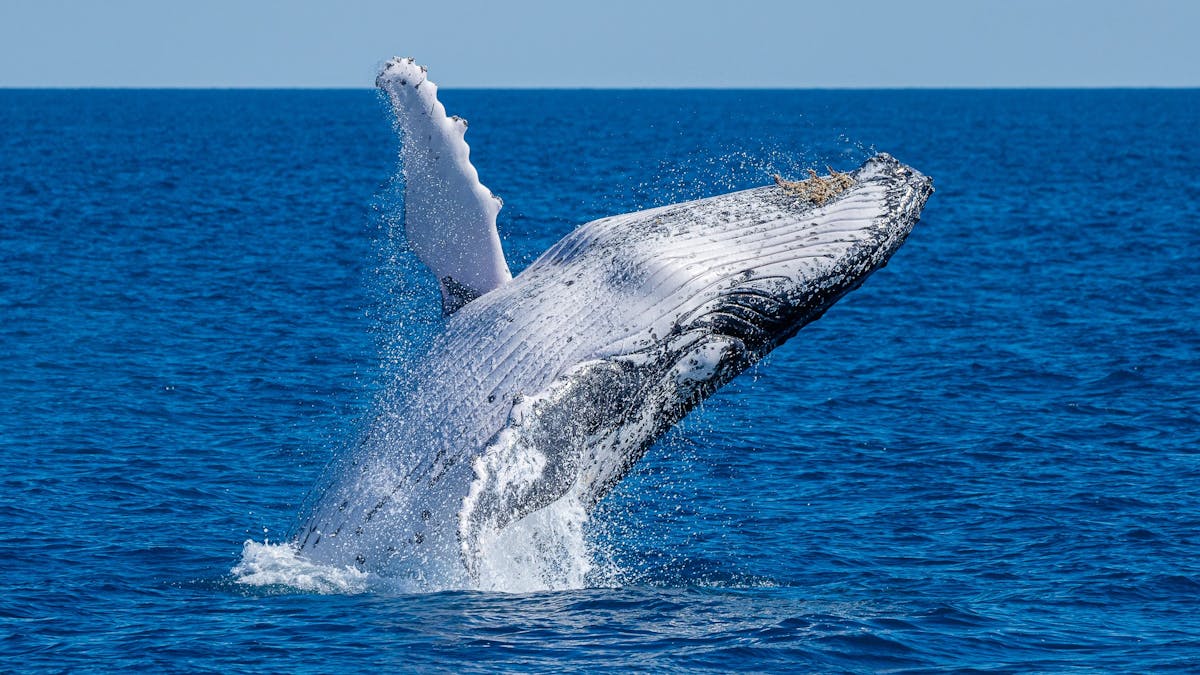 Experience the Majestic Giants of the sea with one of the most experienced whale watch skippers