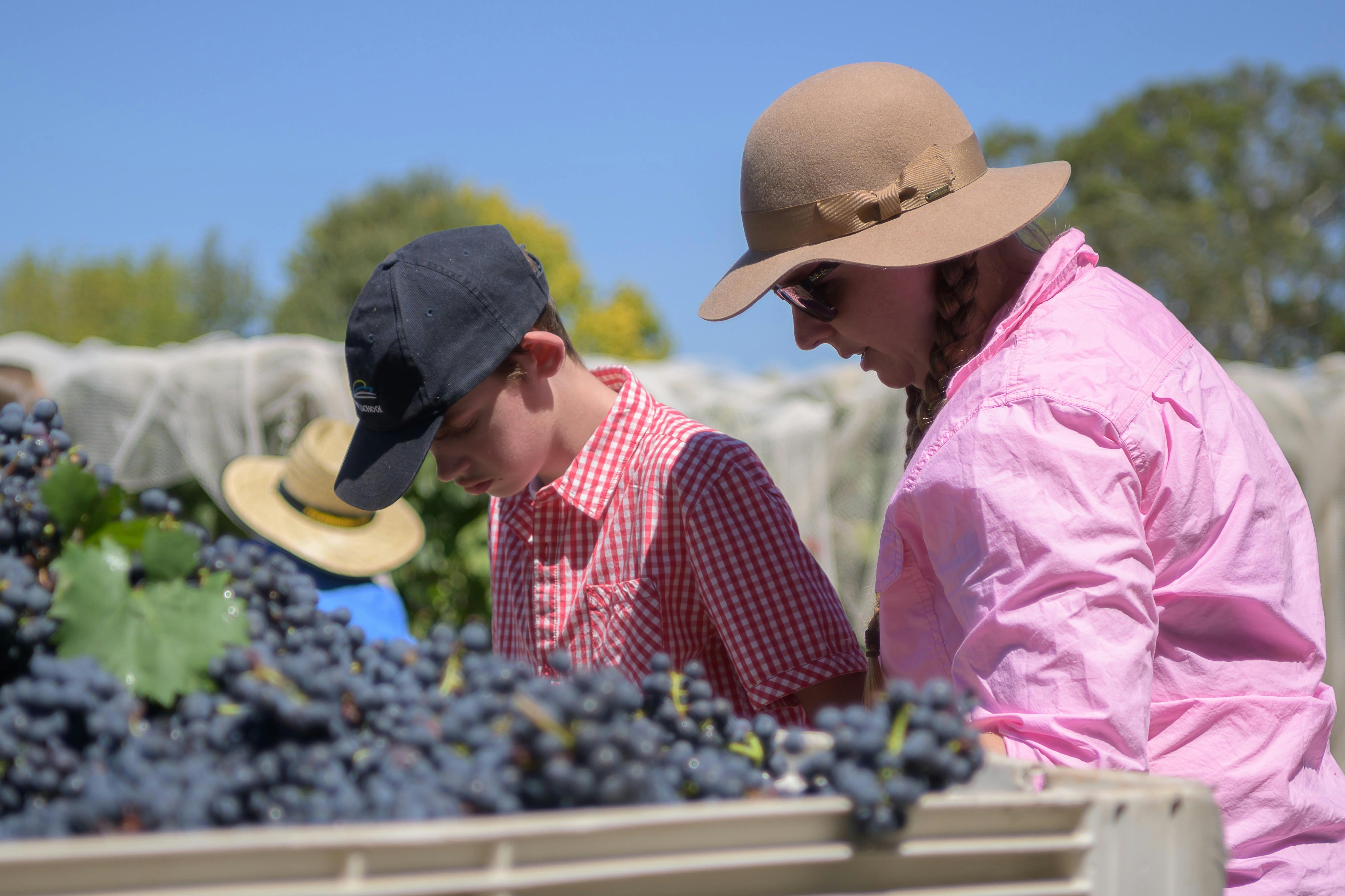 Grape picking