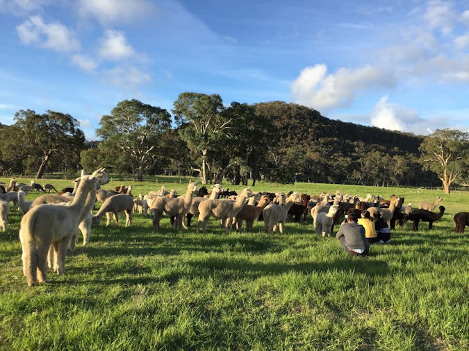 Softfoot Alpaca Farm