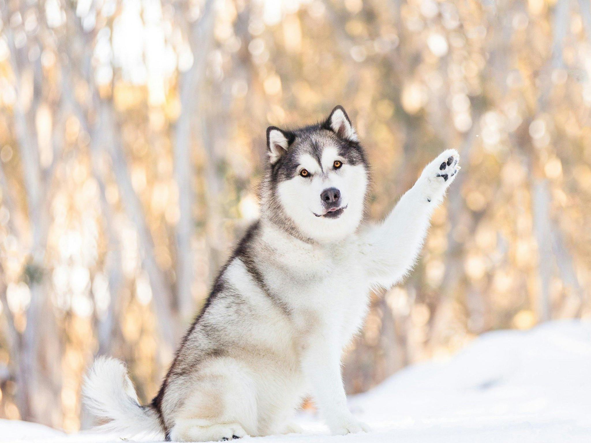 Snow Dogs Photography and Retreats