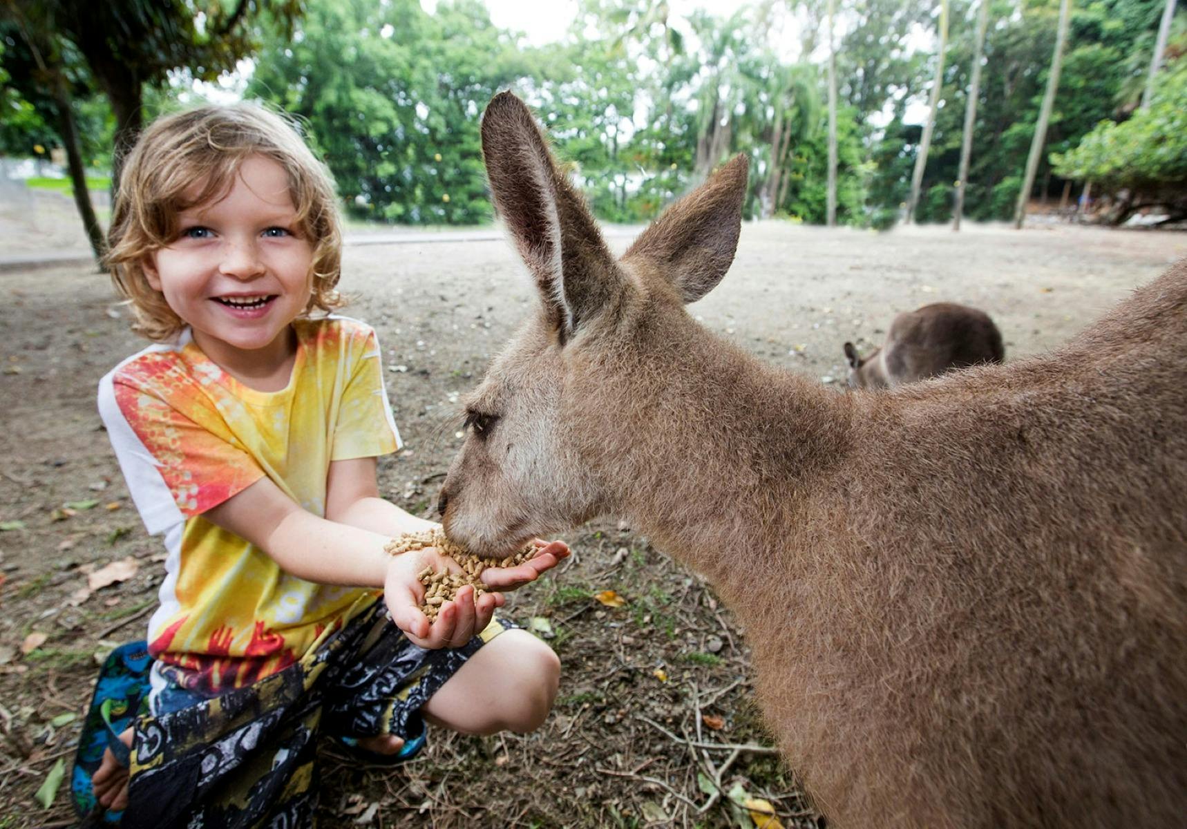 Handfeed Kangaroos and Wallabies