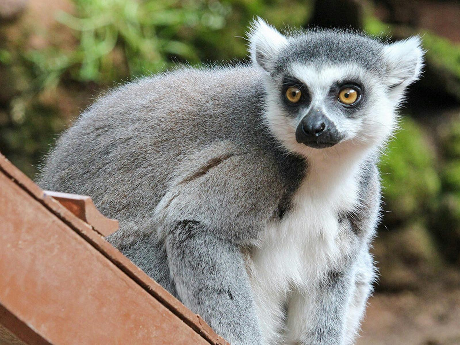 Lemur Encounter