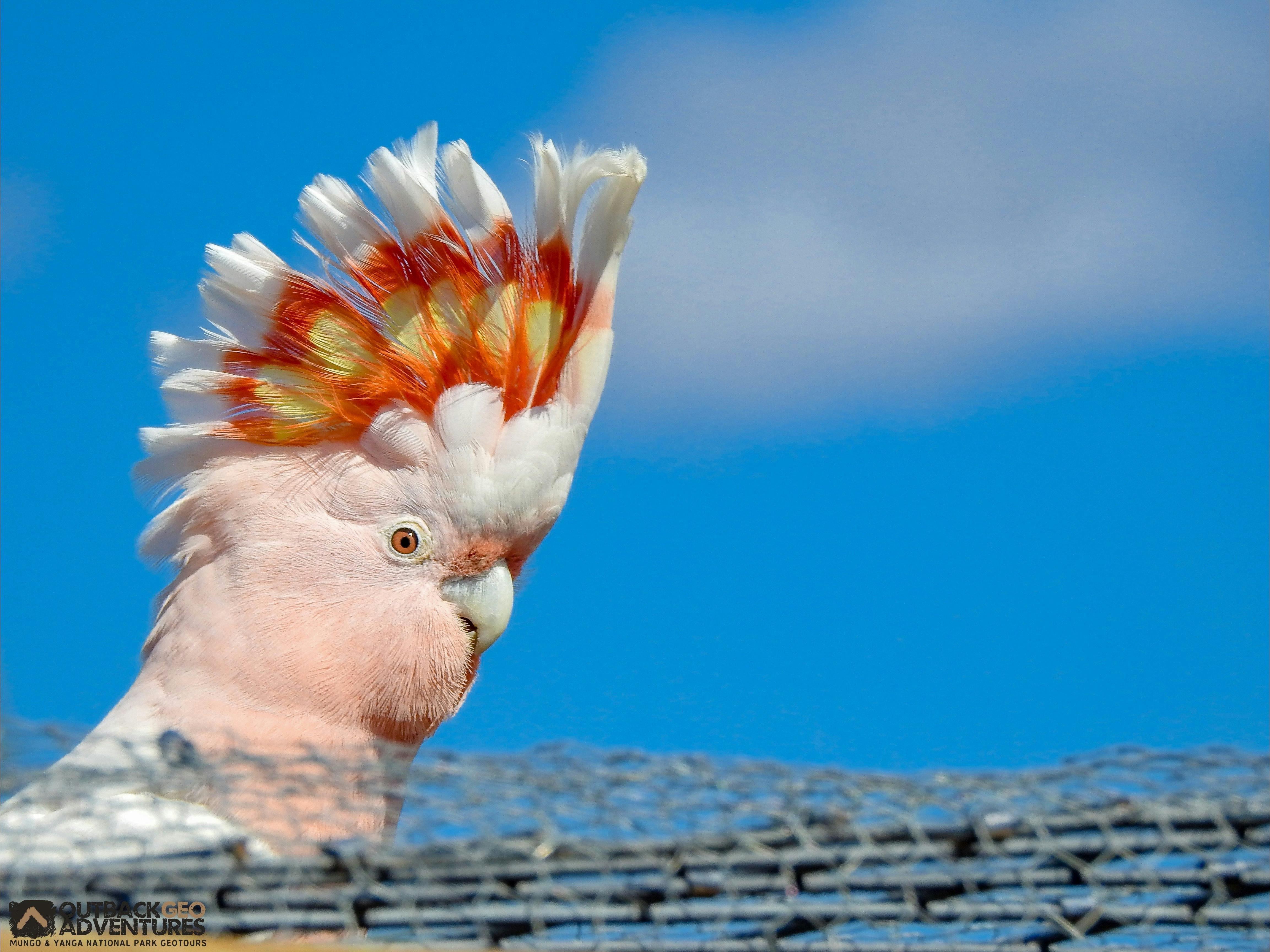 Major Mitchell's cockatoo