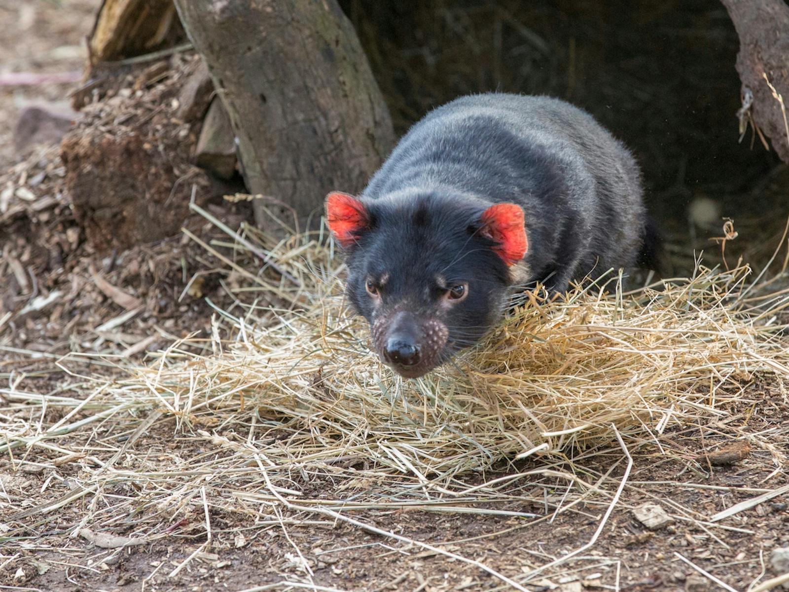 A Tasmanian Devil at Bonorong Wildlife Sanctuary