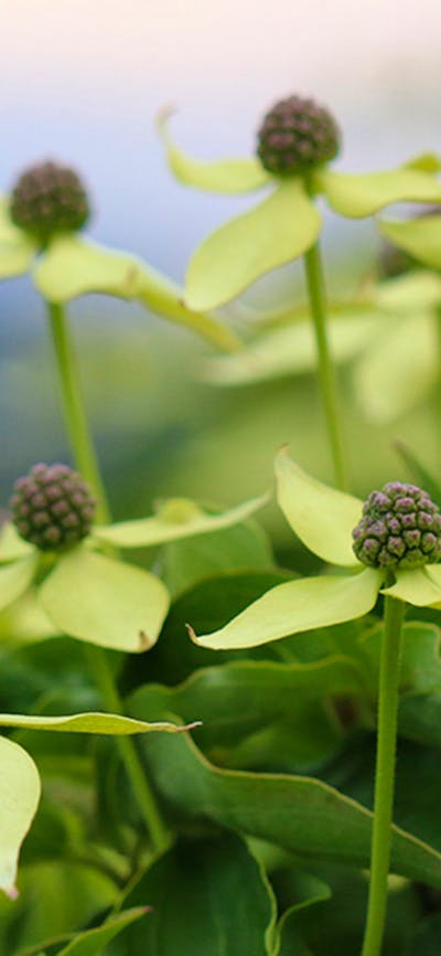Japanes Flowering Dogwood in bloom, with large pale green petals