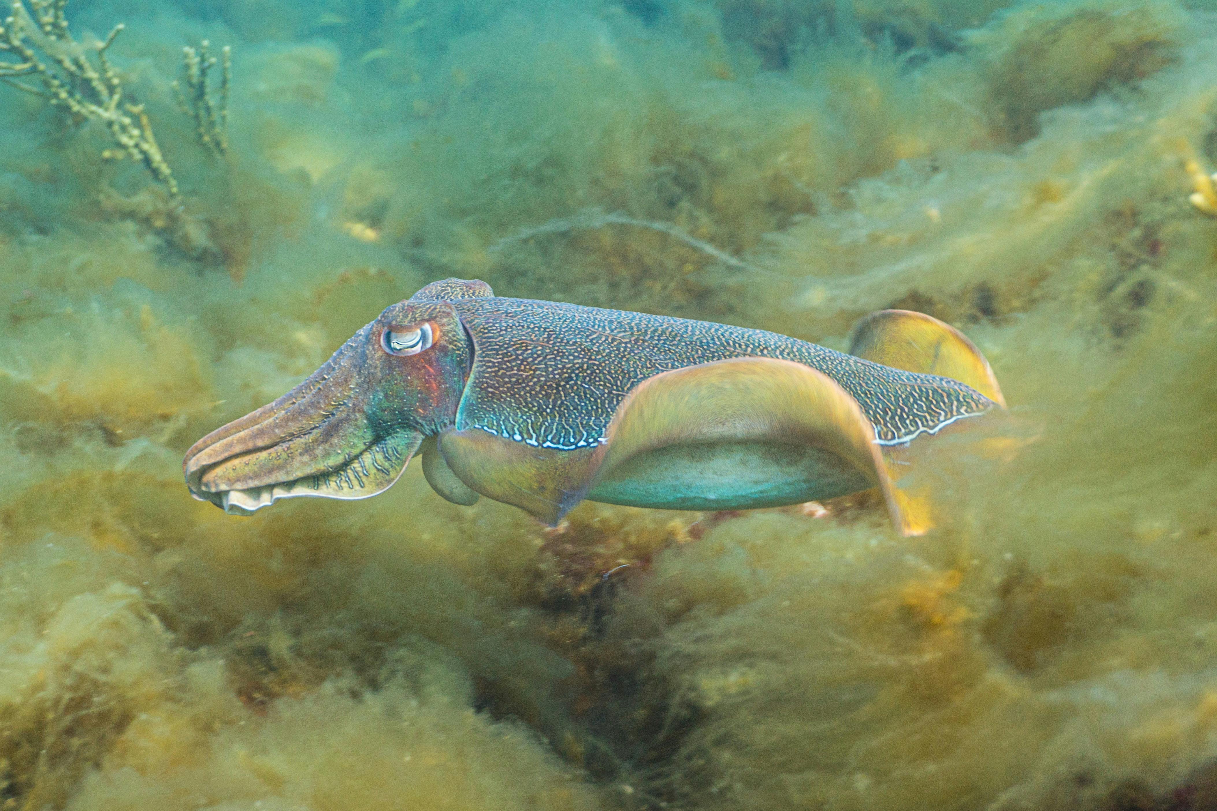 Snorkel