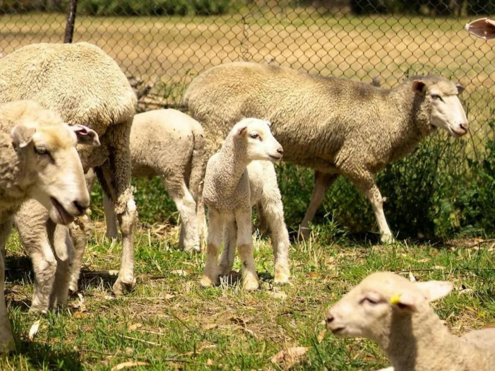 Glamping-Zelt mit Talblick – La Paloma Farm edit1