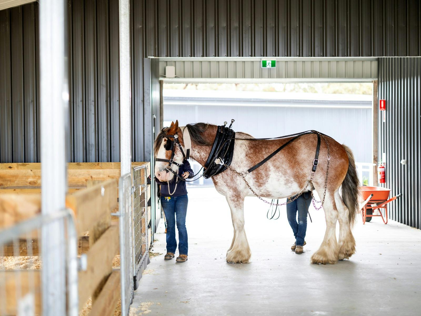 Clydesdale Being Harnessed