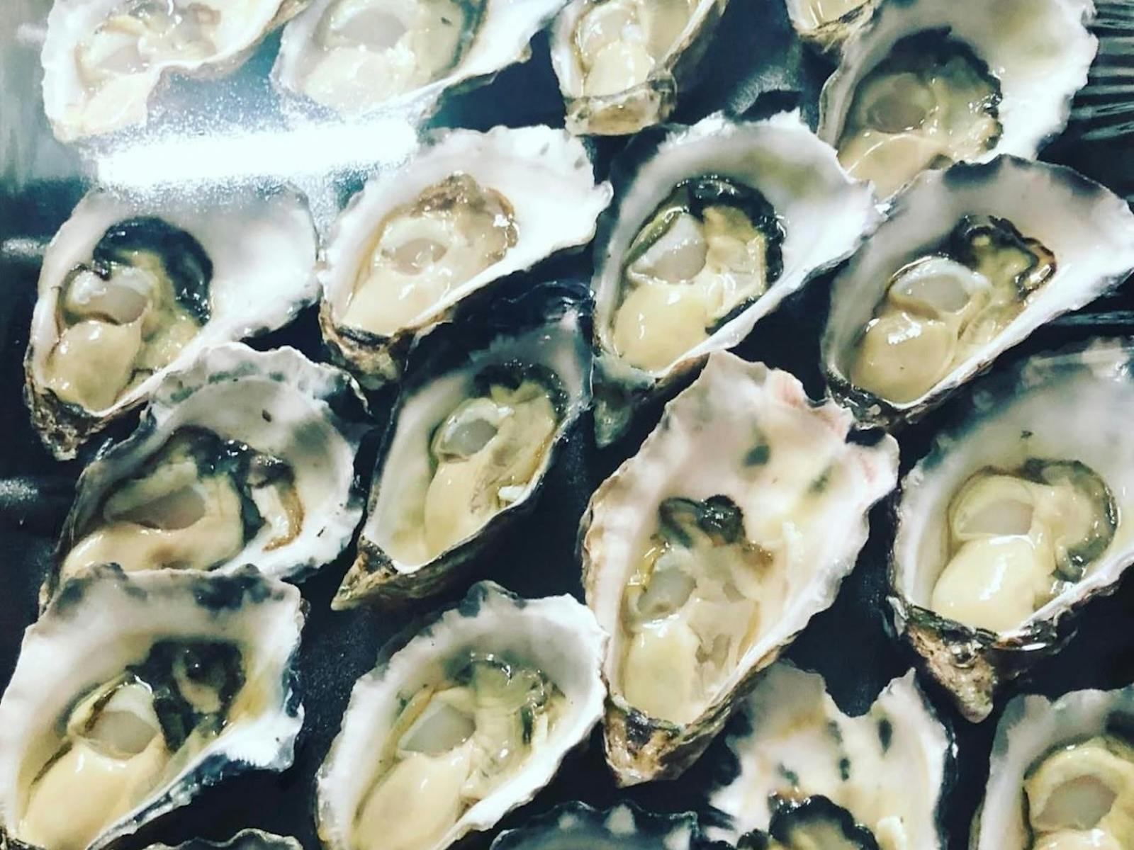 fresh oysters