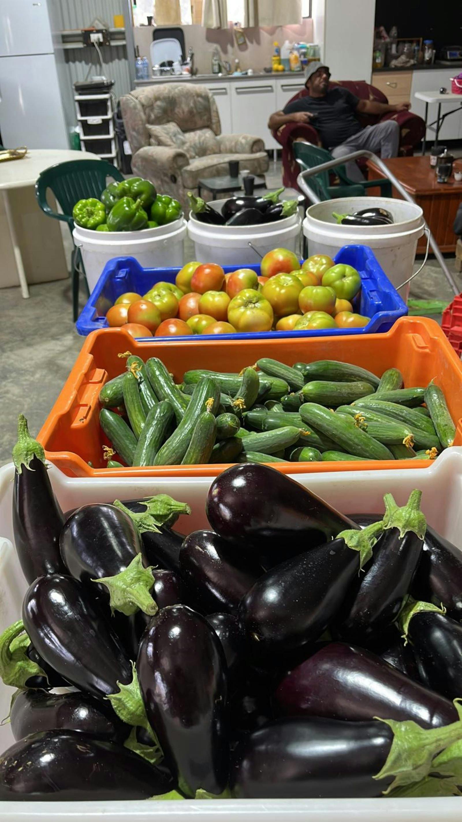 Crates full of eggplants, tomatoes and cucumbers.