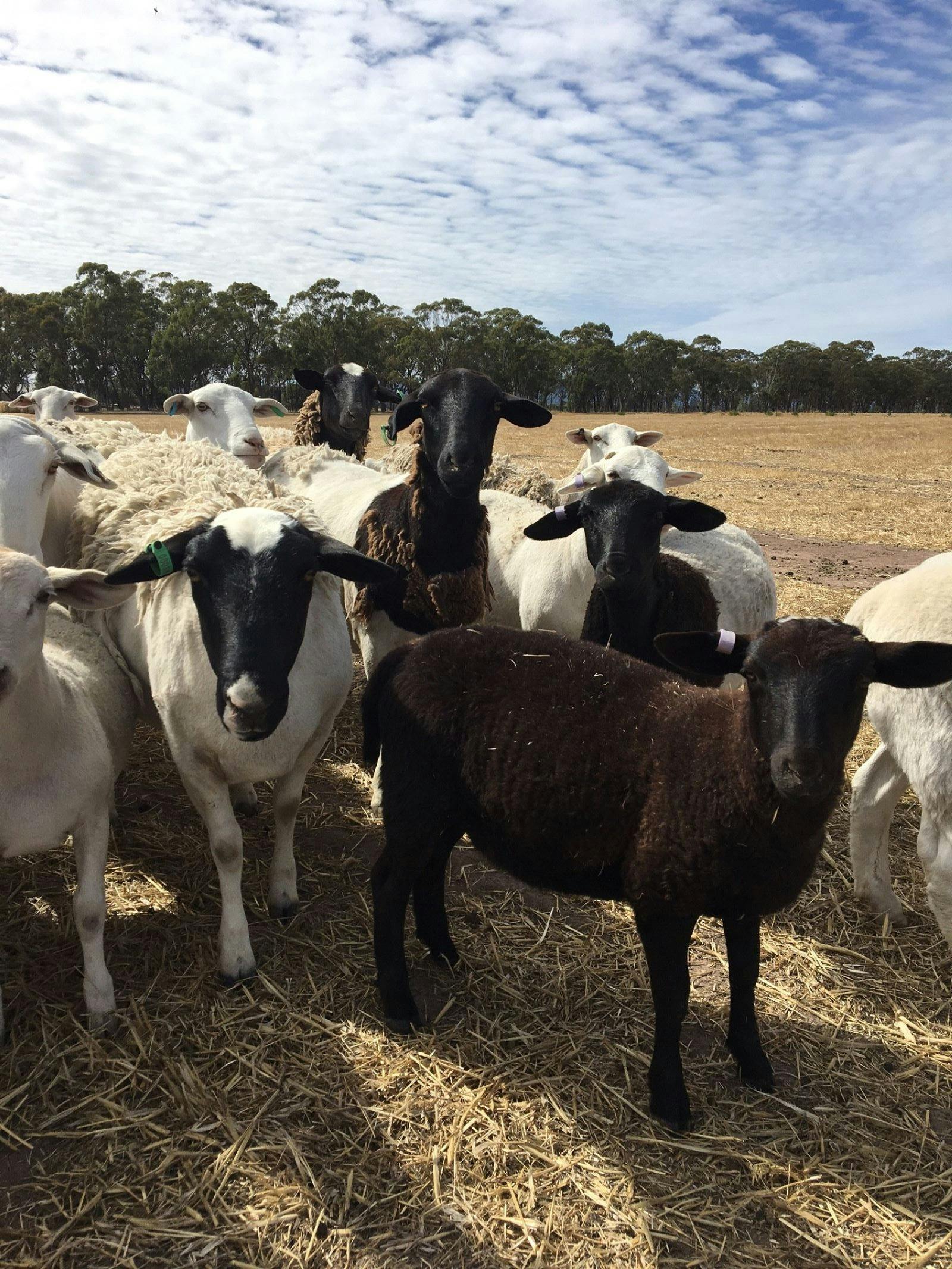 Rosehaven Farms