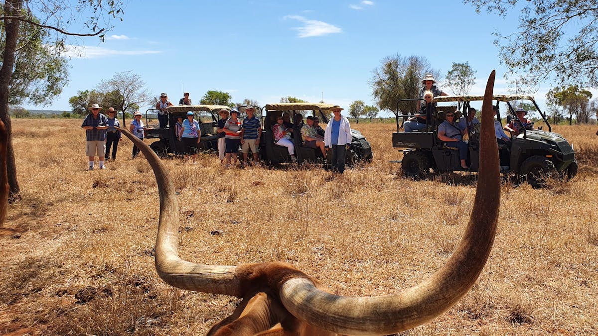 Safari at Texas Longhorn Tours