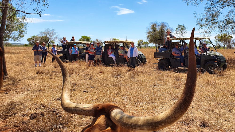 Texas Longhorn Tours