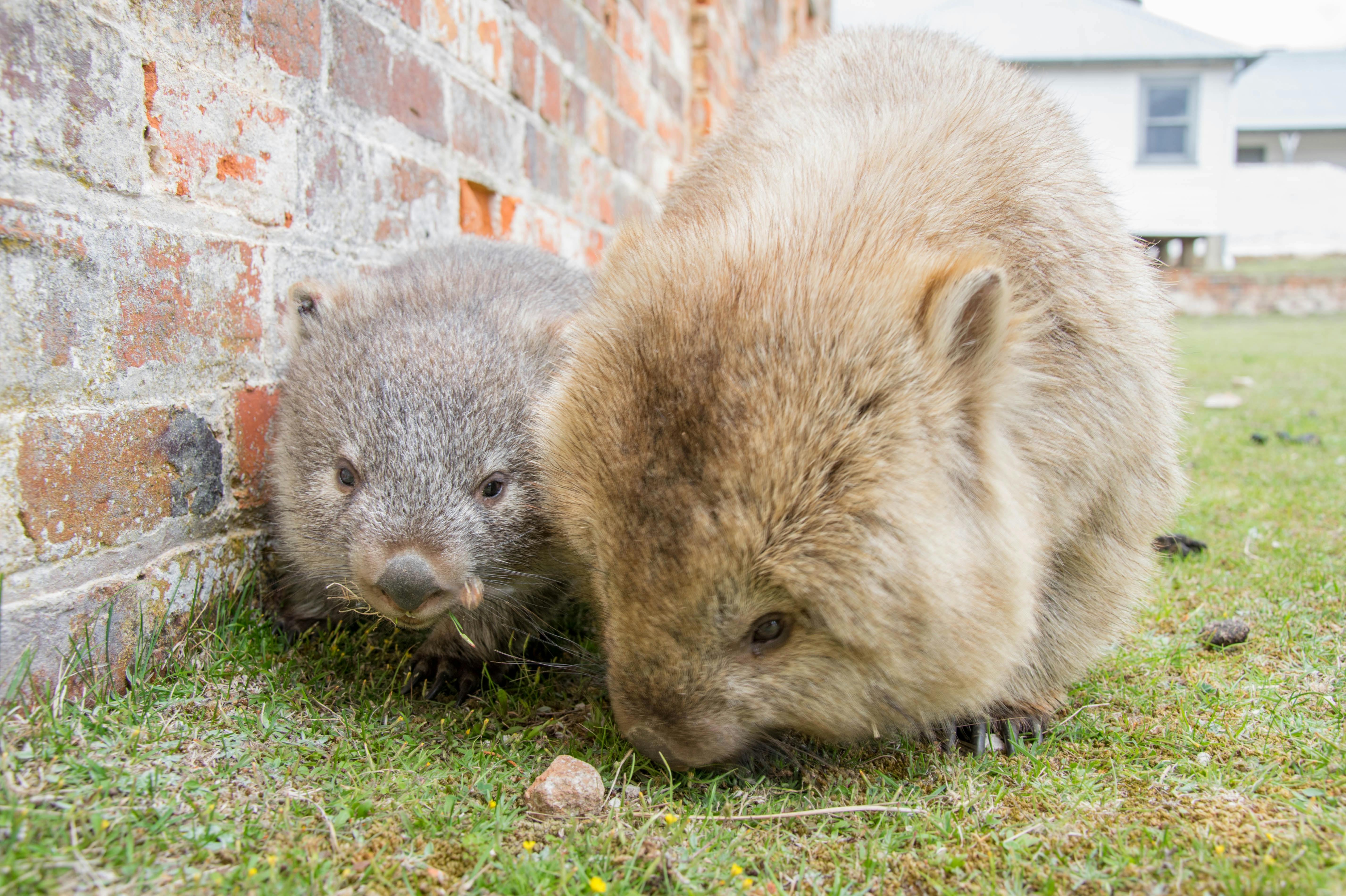See Tasmania Tour, Hobart Wildlife Tour, Local day tours hobart, Tasmania day tours, Hobart Walks