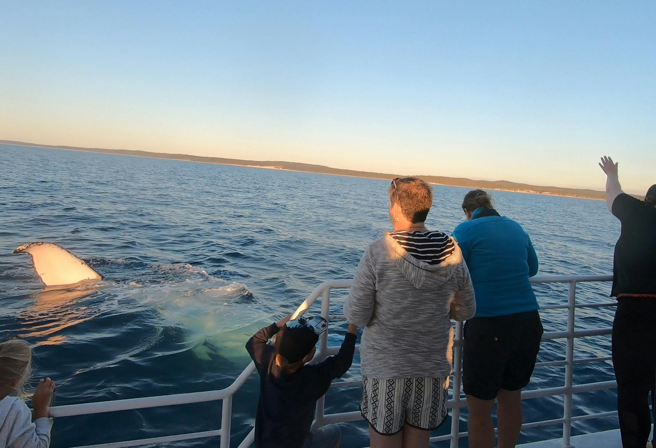 Close humpback whale encounter on the Afternoon + Sunset whale watch with  Whalesong Cruises