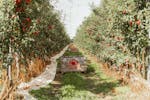 Orchard