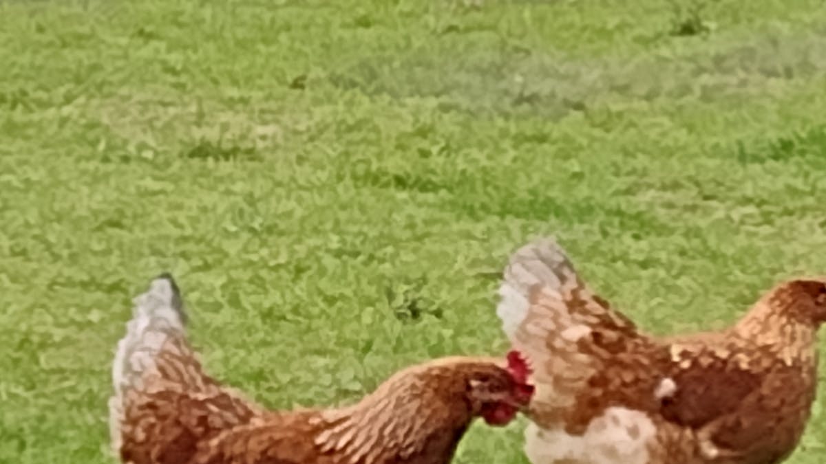 chickens