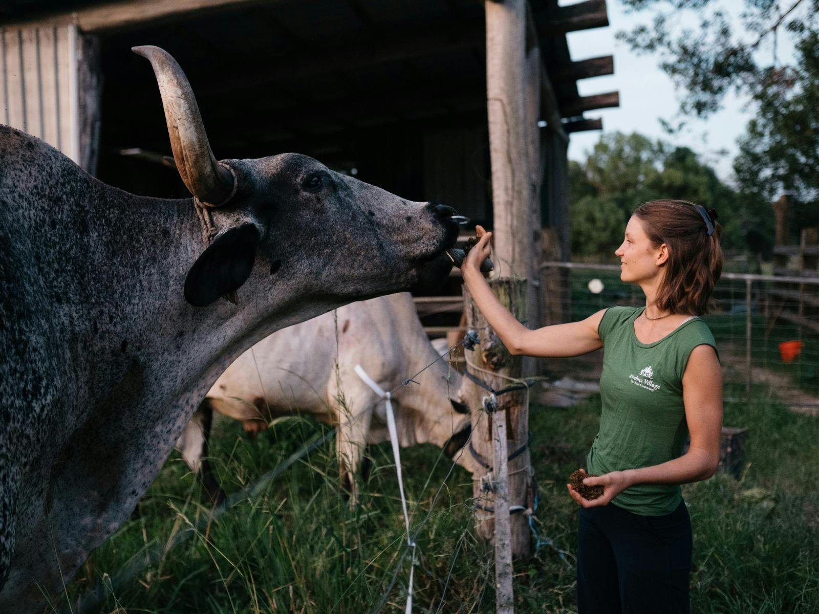 A young woman feeds a beautiful Indian Gir cow and smiles.  Holy cows are protected at our farm