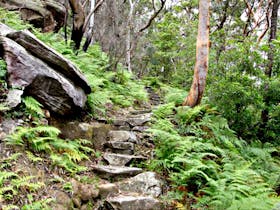 Natural Bridge Track to Davidson Park