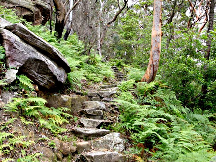 Natural Bridge to Davidson Park walk, Garigal National Park. Photo: Shaun Sursok