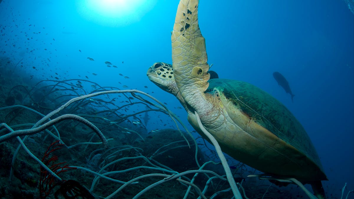 Turtles are regular visitors