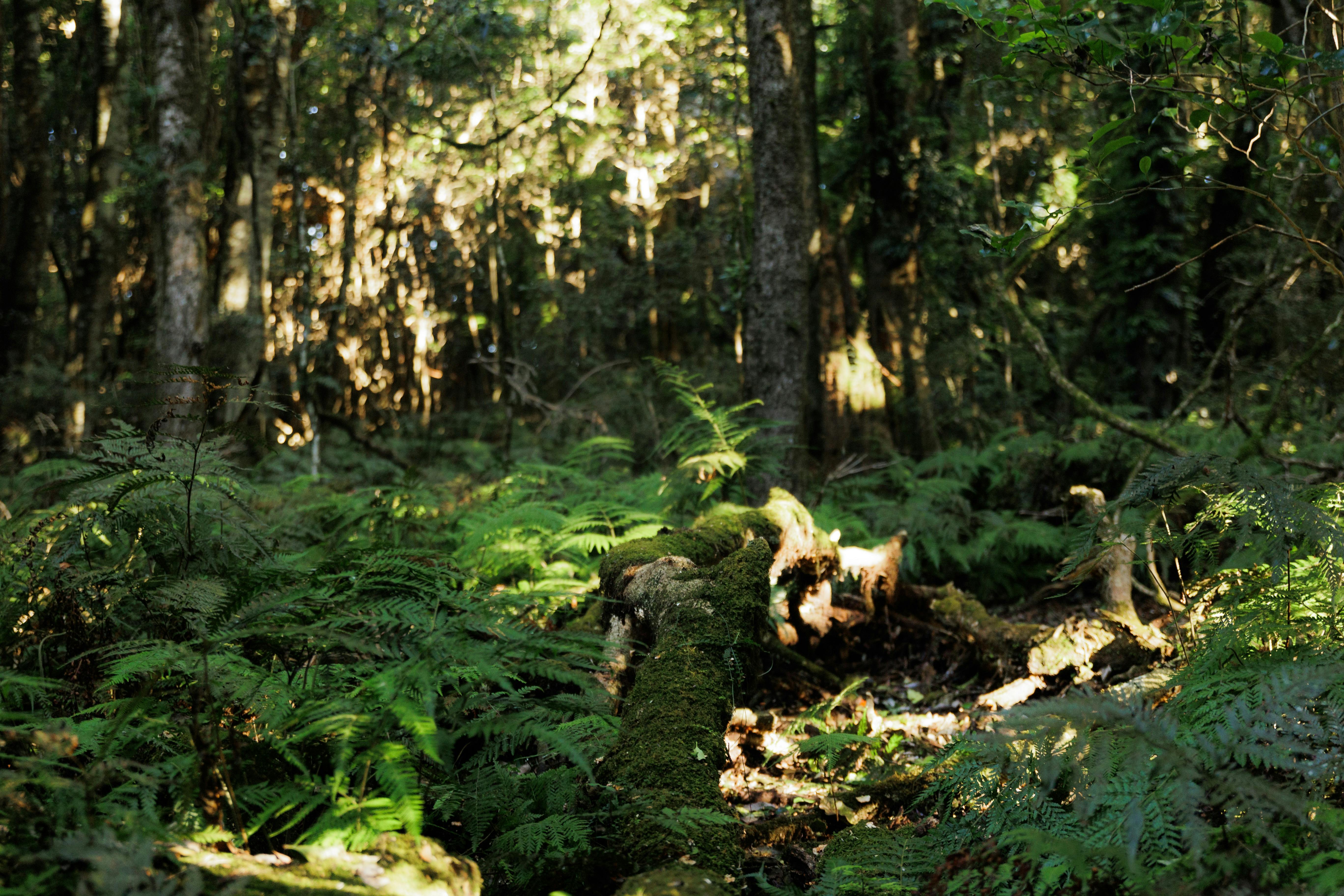 Robertson Rainforest Festival