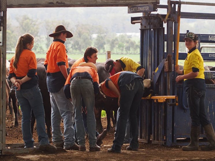 Cattle and students at work