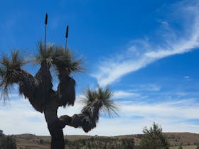 Yakka tree on full day tour