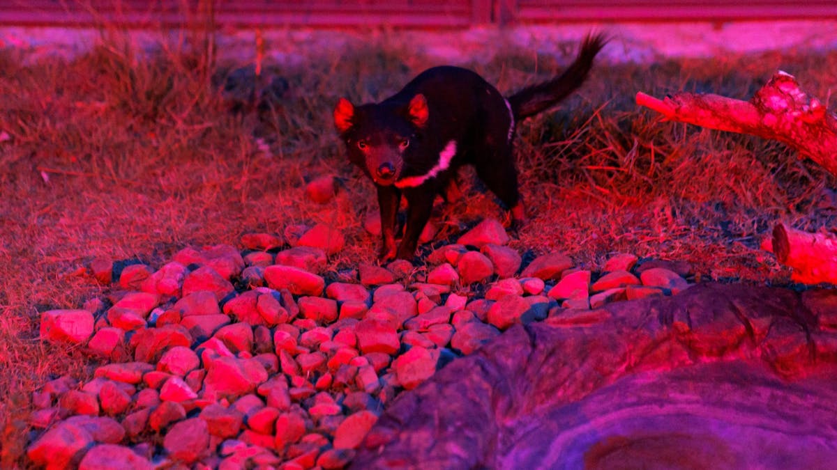 Tasmanian devil standing on red-lit rocks near a small pond at night in Lone Pine Koala Sanctuary.