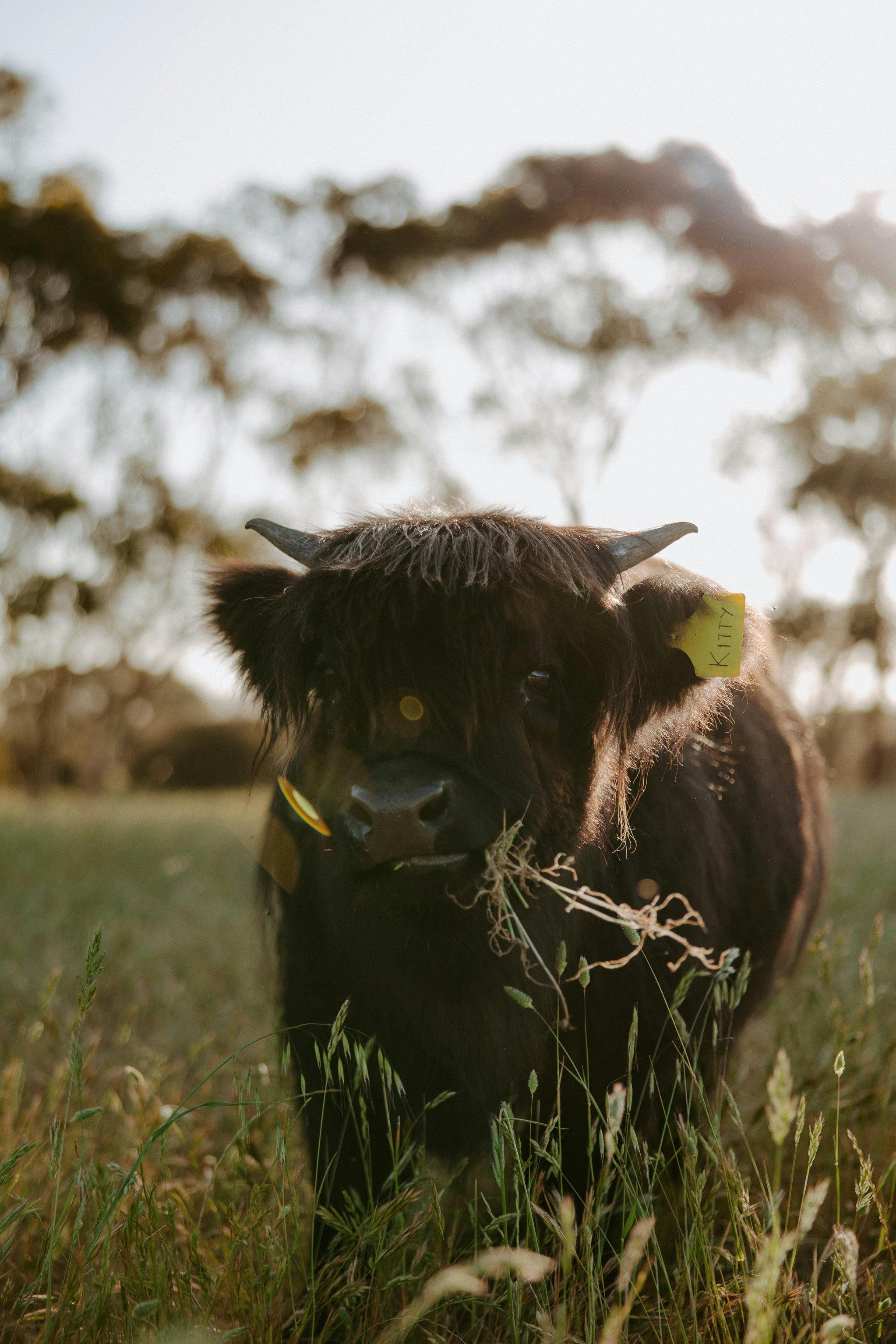 Solstice Kangaroo Island