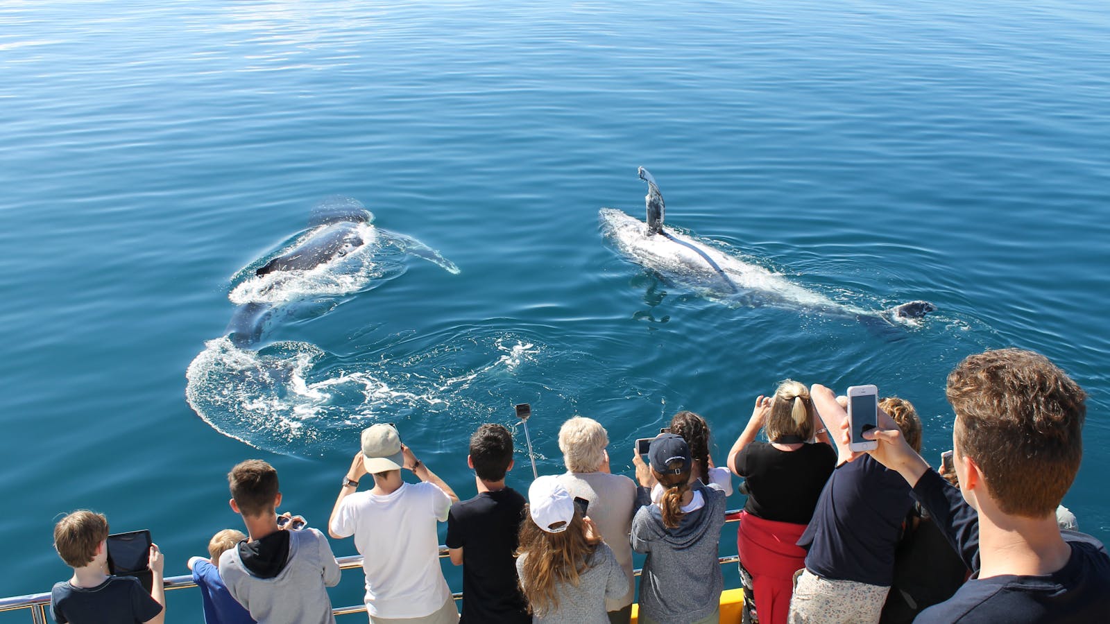 Spirit Of Hervey Bay Whale Watching Cruises