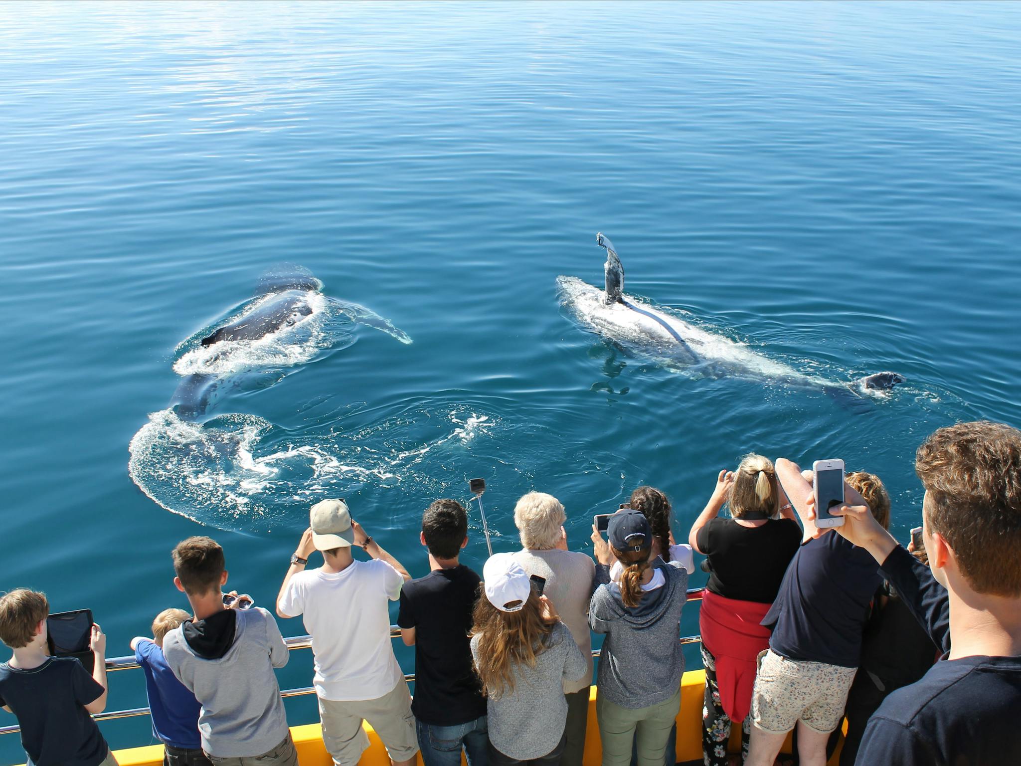 Spirit Of Hervey Bay Whale Watching Cruises