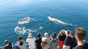 Whales relaxing