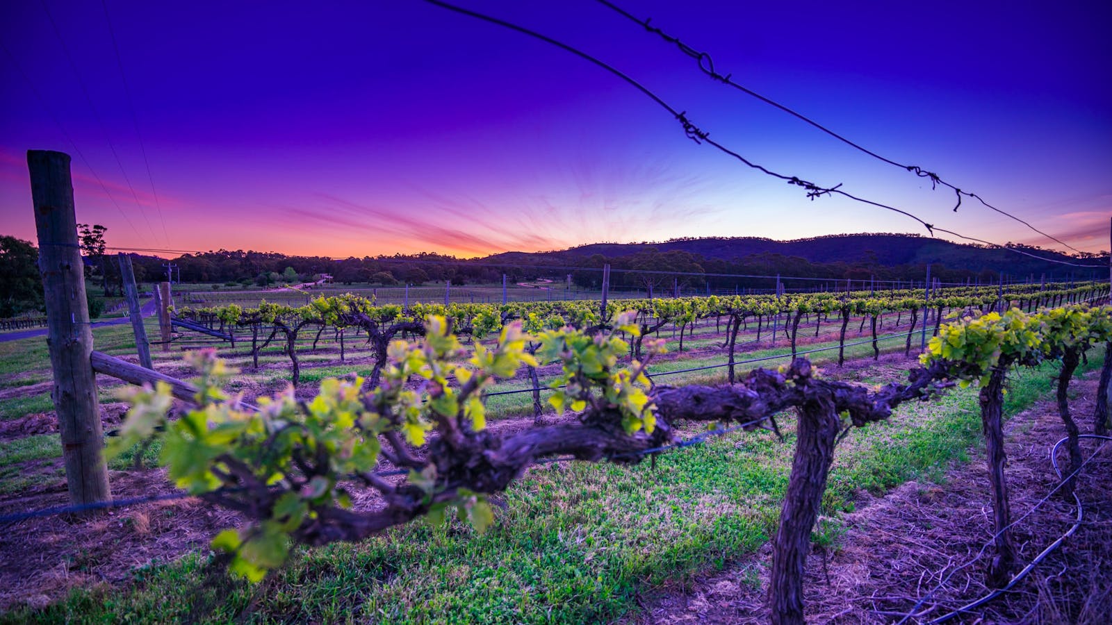 Taltarni Winery and Vineyard