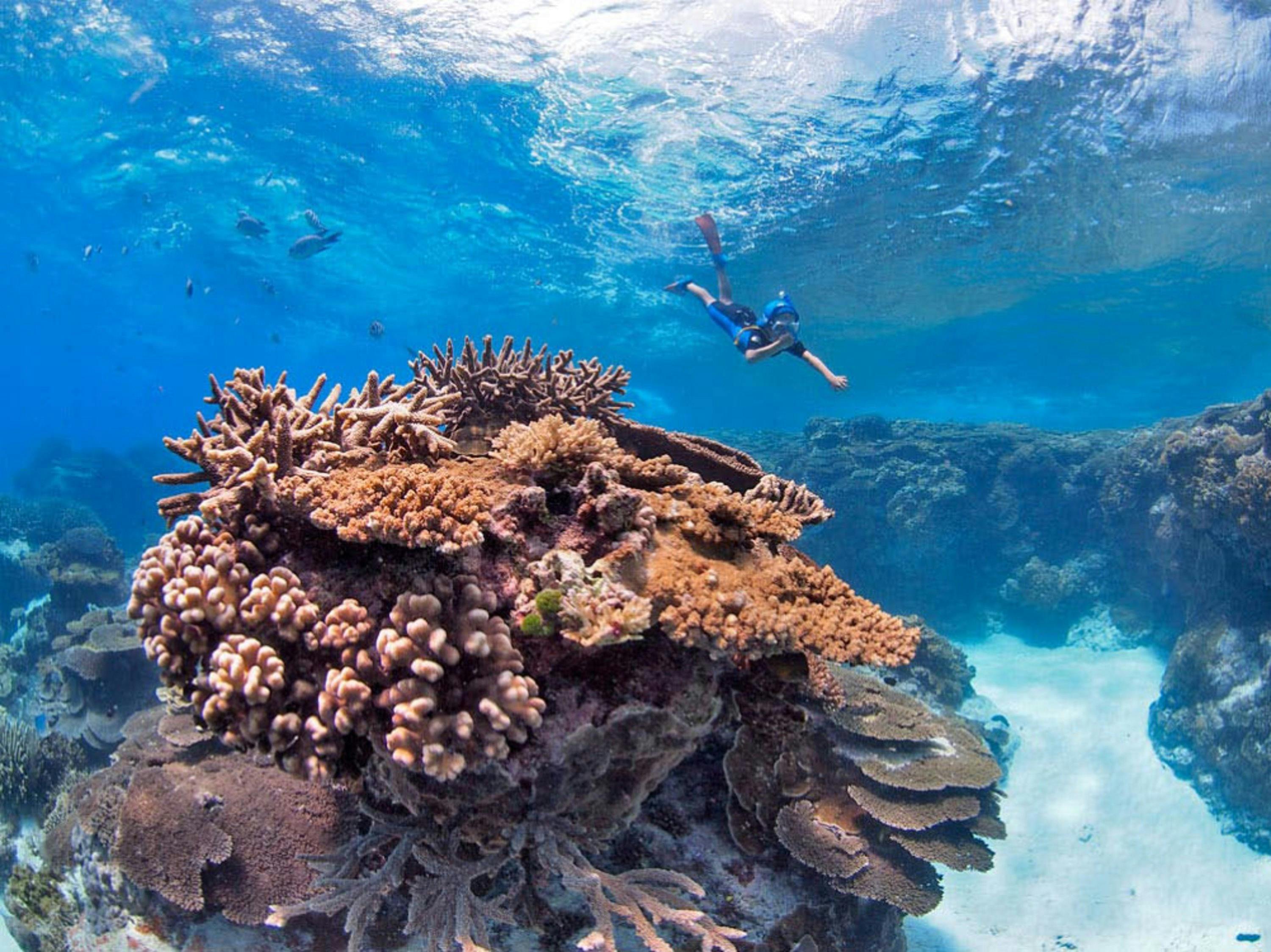 Great Barrier Reef Day Trip to Lady Elliot Island from Hervey Bay ...