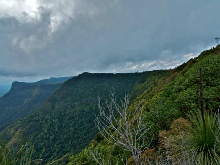 The Pinnacle walk, Border Ranges National Park. Photo: John Spencer, Copyright:NSW Government