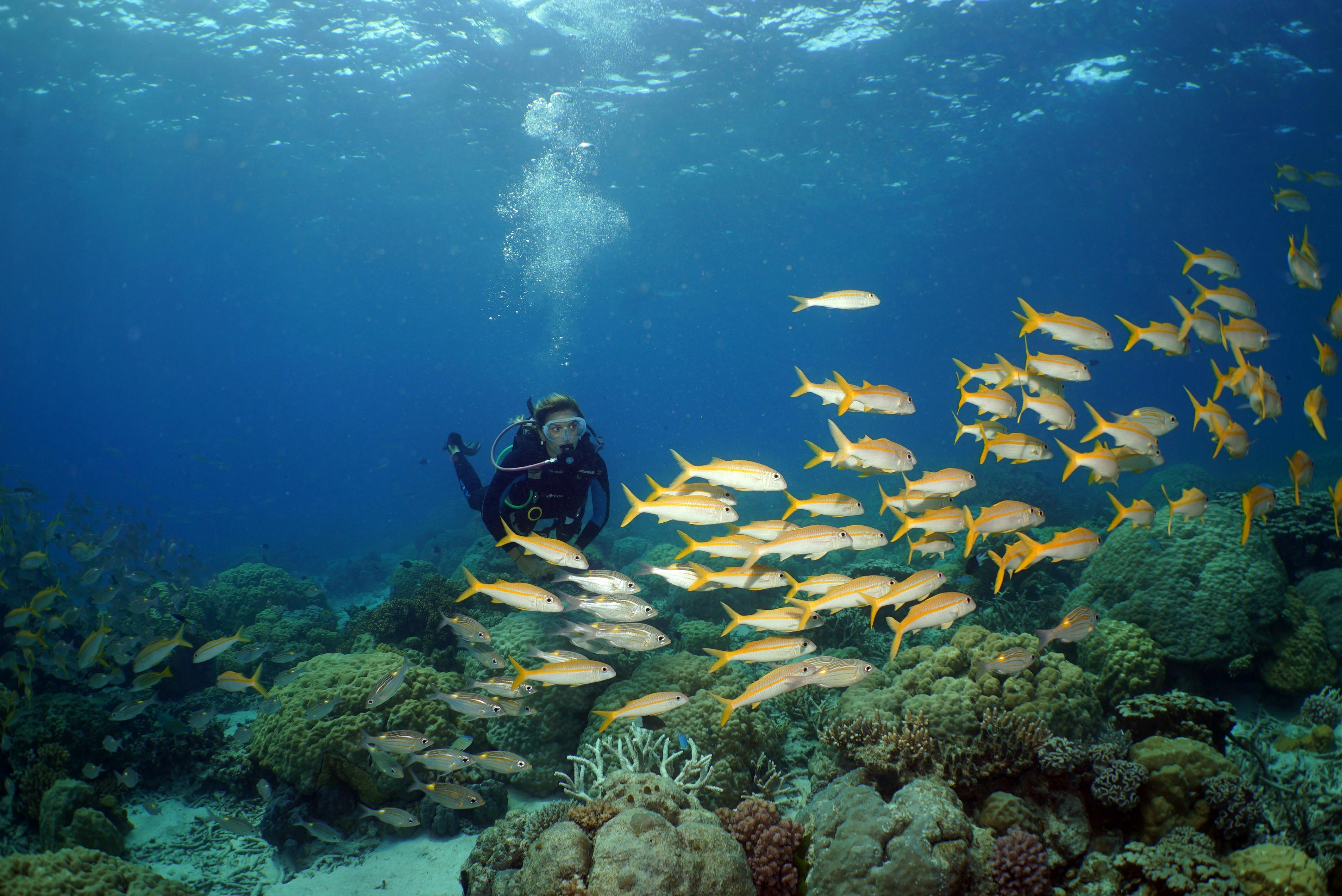scuba dive in school of fish